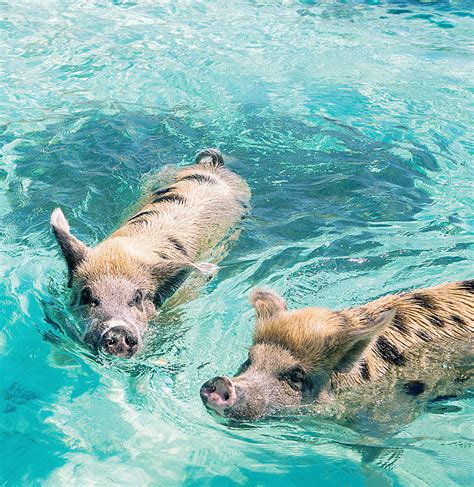 eleuthera pigs|Harbour Island Pink Sands Experience with Swimming Pigs and。